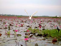 Talay Noi - the lake is carpeted with lotus flowers and home to many birds